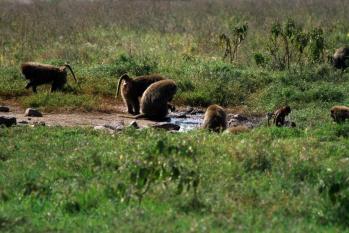 kenya-6-au-15-08-2010-1055.jpg