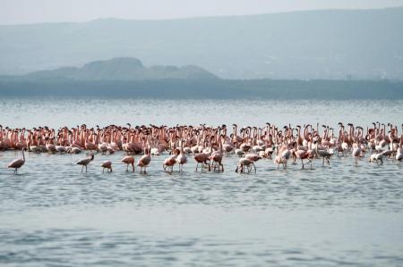 kenya-6-au-15-08-2010-1115.jpg