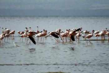 kenya-6-au-15-08-2010-1124-2.jpg