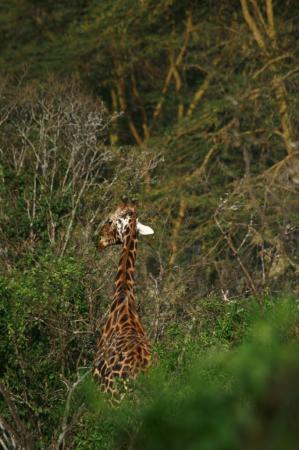 kenya-6-au-15-08-2010-1282-1.jpg