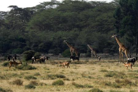 kenya-6-au-15-08-2010-1409-2-2.jpg