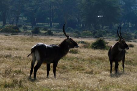 kenya-6-au-15-08-2010-1422.jpg