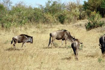 kenya-6-au-15-08-2010-1464-1.jpg