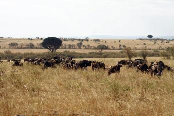 kenya-6-au-15-08-2010-1471.jpg