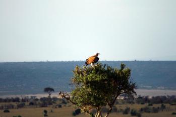 kenya-6-au-15-08-2010-1475.jpg