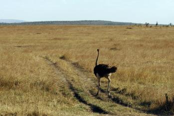 kenya-6-au-15-08-2010-1478.jpg