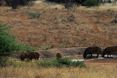 kenya-6-au-15-08-2010-345.jpg