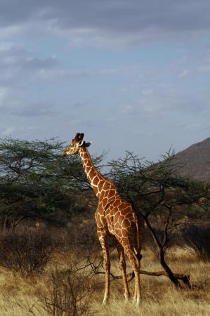 kenya-6-au-15-08-2010-423.jpg