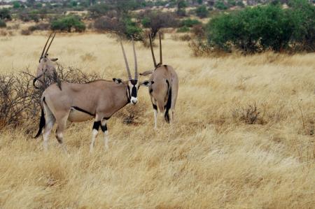 kenya-6-au-15-08-2010-639.jpg