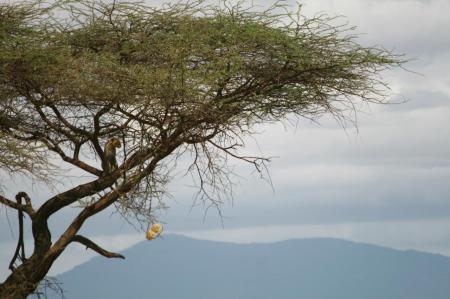 kenya-6-au-15-08-2010-677.jpg