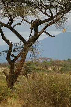 kenya-6-au-15-08-2010-679.jpg