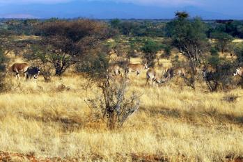 kenya-6-au-15-08-2010-879.jpg